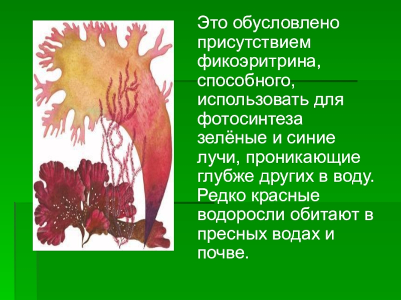 Водоросли органического вещества. Красные водоросли 7 класс. Красные водоросли фотосинтез. Красные водоросли биология 7 класс. Красные водоросли фотосинтезируют.