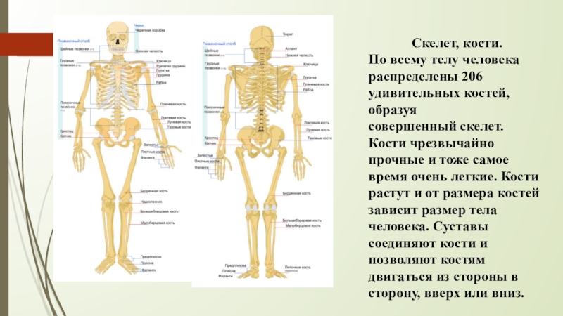 Перечислите кости человека