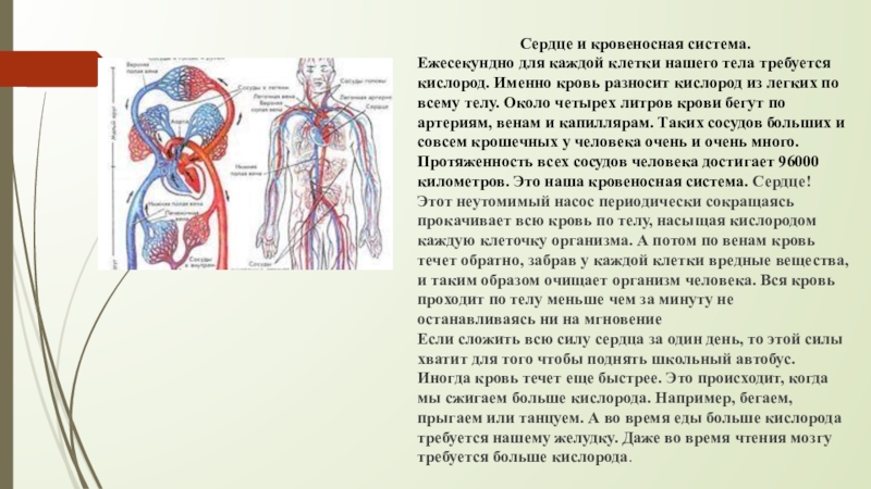 Презентация кровеносная система егэ