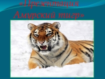 Презентация к исследовательской работе Амурский тигр