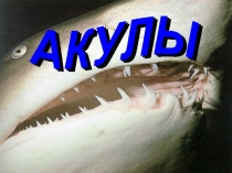 Презентация по биологии на тему: Акулы.