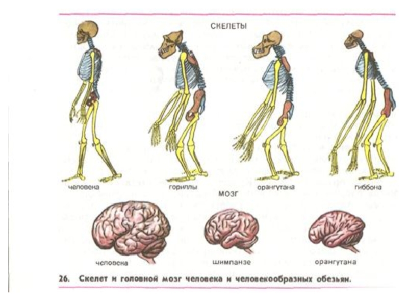 Эволюция биология презентация