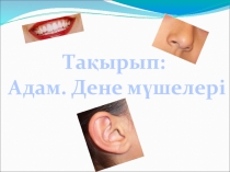 Презентация по казахскому языку на тему Адам. Дене мүшелері.