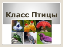 Класс птицы