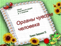Презентация к уроку Органы чувств человека