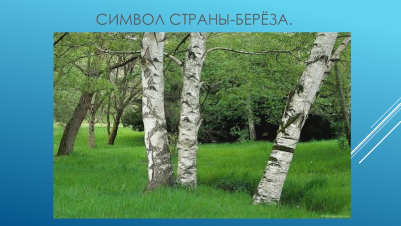 Презентация Россия-родина моя средняя группа. Символ страны-берёза. Символ страны-берёза.