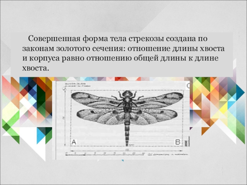 Совершенная форма. Стрекоза золотое сечение. Золотое сечение в природе Стрекоза. Стрекоза в золотом сечении. Форма тела Стрекозы.