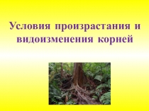 Презентация по русскому языку на тему Видоизменения корней