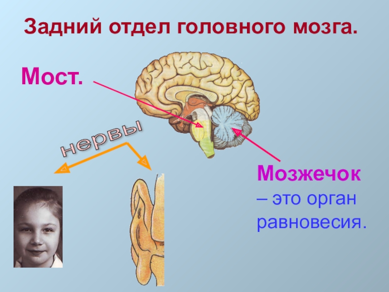 Отделы заднего мозга. Задние отделы головного мозга. Центр равновесия в головном мозге.