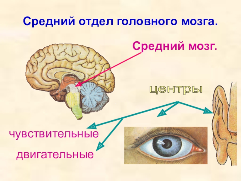 Функции среднего мозга 8 класс биология. Отделы среднего мозга. Отделы головного мозга средний мозг. Головной мозг средний мозг. Центры среднего мозга.