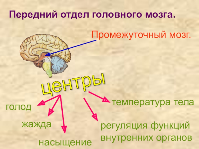 Презентация на тему головной мозг 8 класс биология