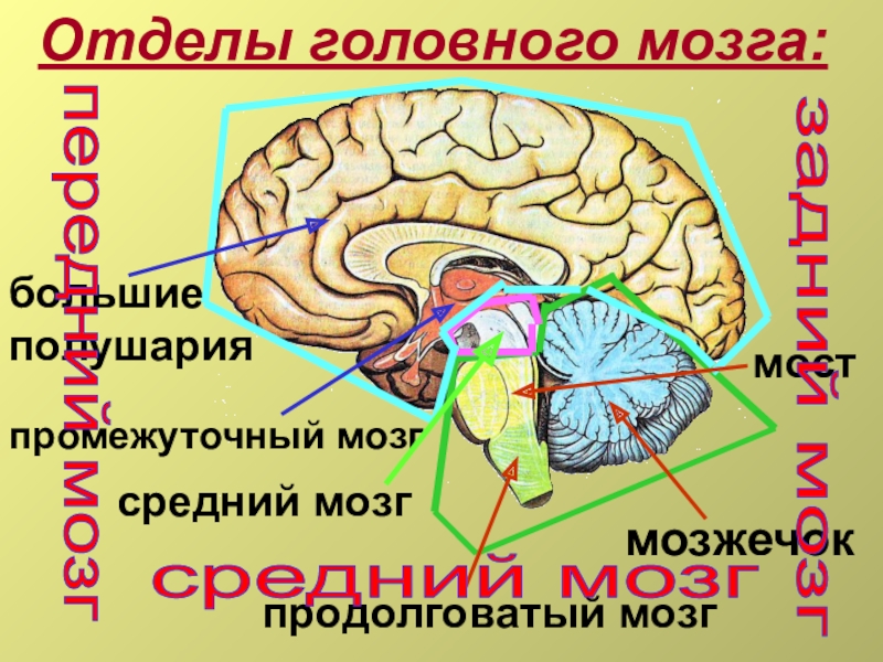 Укажи название отделов головного мозга. Отделы мозга. Отделы головного мозга схема. Конечный мозг промежуточный мозг. Отделы заднего мозга.