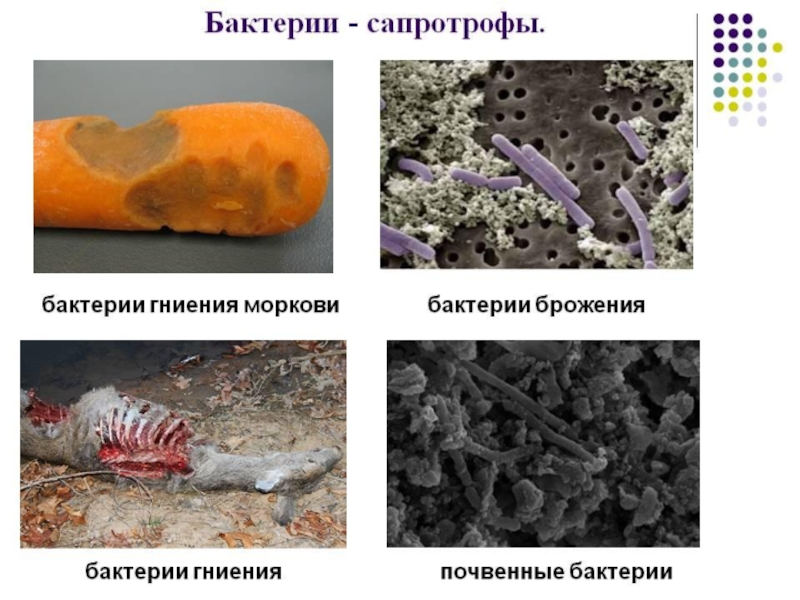 Бактерии являются паразитами животных. Почвенные бактерии сапротрофы. Бактерии сапротрофы и паразиты. Примеры бактерий сапротрофов. Бактерии сапротрофы примеры.