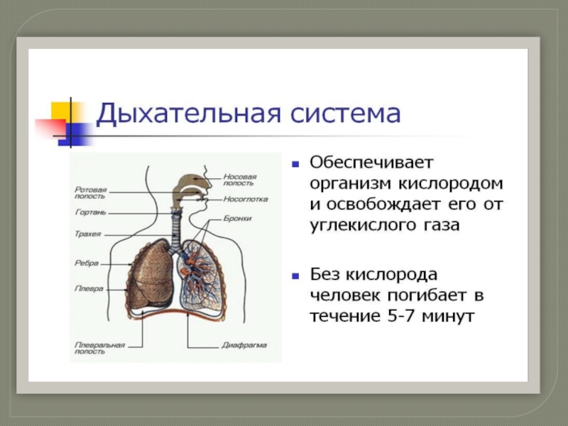 Функции дыхательной системы презентация