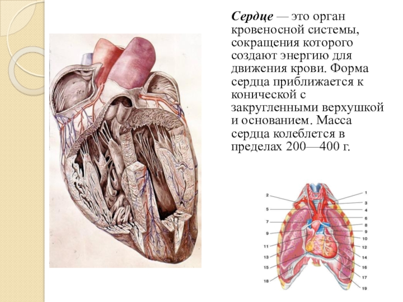 Инсульт сердца. Сердце и кровеносная система это органы. Сердце – важнейший орган. Сердце главный орган кровеносной системы.