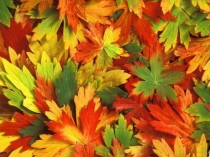 Презентация Многозначные и однозначные слова