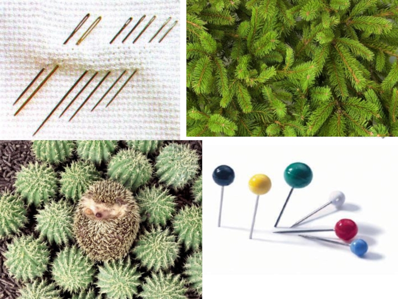 Презентация Многозначные и однозначные слова