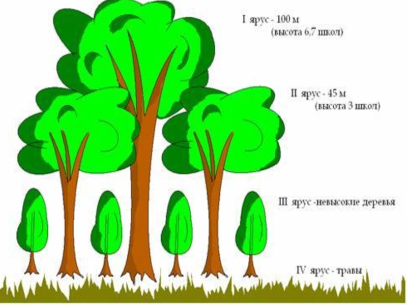 Длина яруса. Ярусы растений в парке. Уровни леса окружающий мир. Ярусность растений в парке. Нарисуй ярусы леса.
