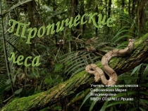 Презентация по окружающему миру на тему  Тропический лес