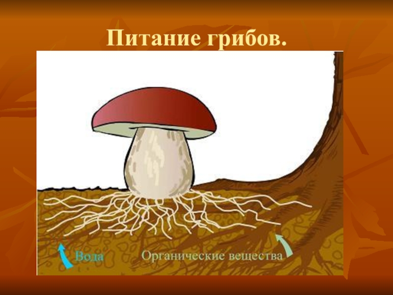 Рисунок гриба для биологии