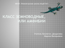 Презентация по биологии на тему:  Класс Земноводные, или Амфибии