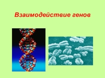 Презентация по биологии на тему  Взаимодействие генов  (9 класс)