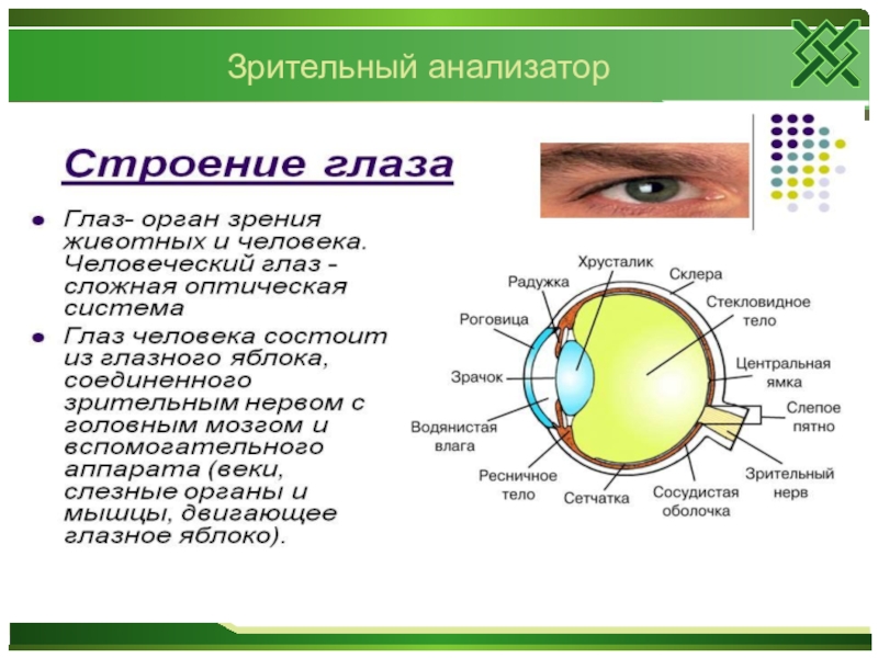 Схема анализаторы биология 8 класс