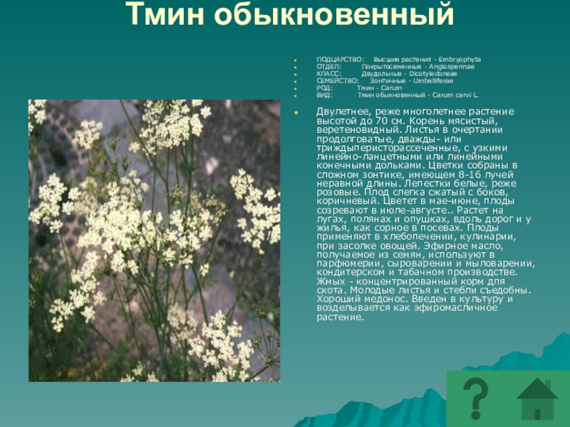 Получение обыкновенный. Лекарственные Покрытосеменные растения. Семейство зонтичные тмин. Класс у тмина обыкновенного. Тмин обыкновенный отдел класс.