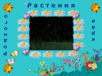 Презентация Лекарственные травы