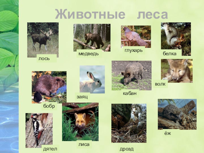 Волк какая природная зона. Животные Лесной зоны. Обитатели леса России. Животные зоны лесов России. Обитатели смешанного леса.