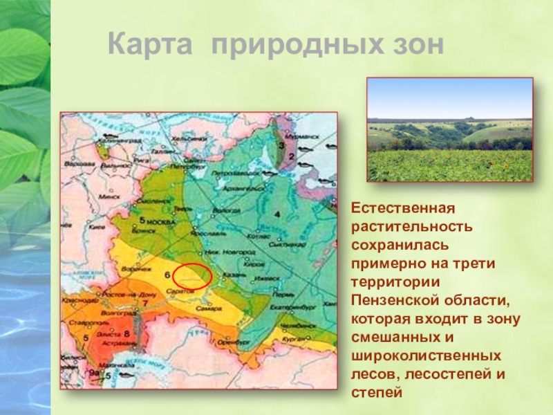 Нижний новгород в какой природной зоне расположен. Природные зоны Пензенской области. Карта природных зон. Природные зоны Пензенской области карта. Пенза природная зона.