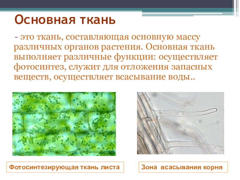 Функции основной ткани растений. Расположение клеток основной ткани алоэ. Основная ткань. Основная ткань ткань. Расположение основной ткани растений.