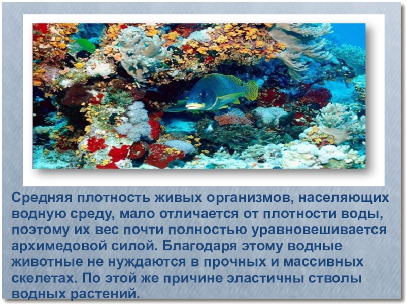 Вода плотная среда. Водная среда плотность среды. Плотность воды в водной среде. Живые организмы населяющие водную среду. Плотность воды в водной среде обитания.