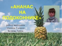 Презентация исследовательской работы Ананас на подоконнике