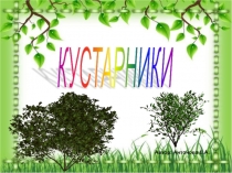 Презентация по познавательному экологическому развитию на тему Кустарники