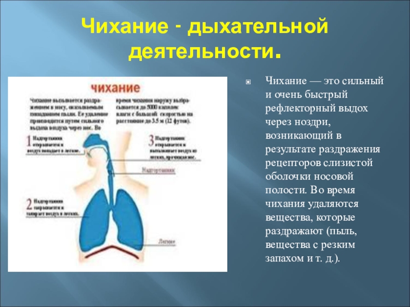 Почему после чихания. Защитные рефлексы дыхательной системы кашель. Чихание. Процесс чихания. Рефлекторный выдох.