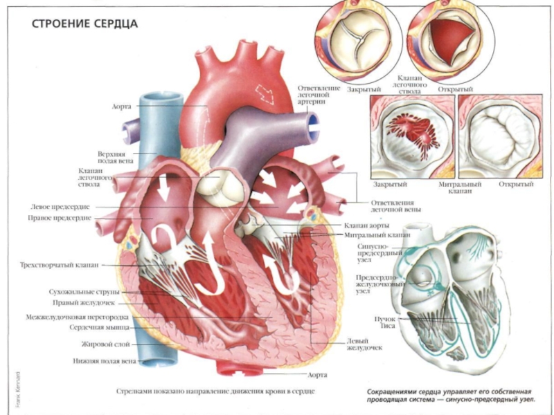 Сердце и клапаны схема