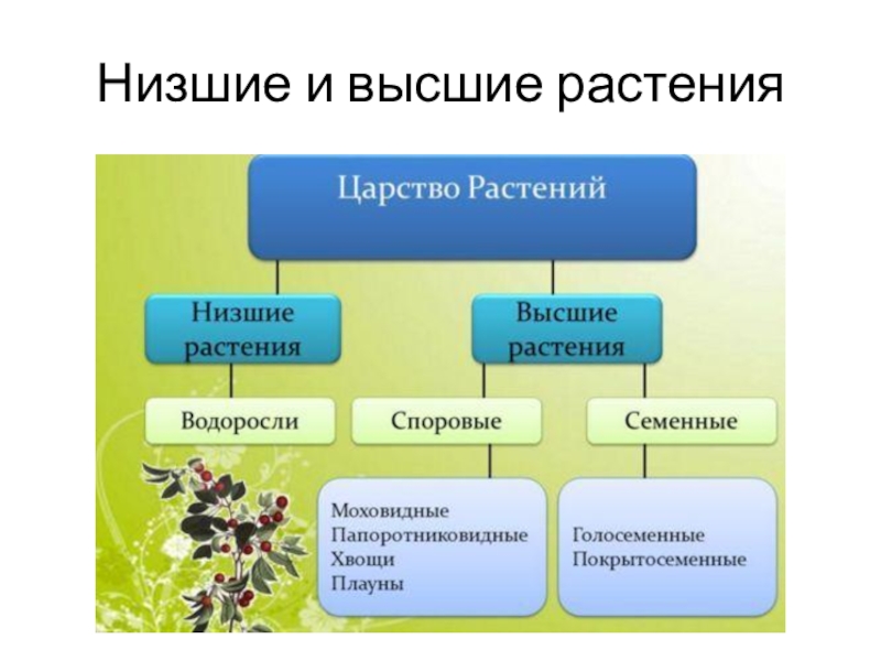 Обобщающий урок по биологии 5 класс презентация