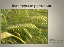 Презентация к уроку окружающий мир Культурные растения