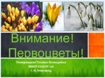 Презентация по внеурочной деятельности на тему Первоцветы (2 класс)
