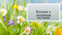 Презентация по биологии на тему: Близкие к лилейным растения (6 класс)