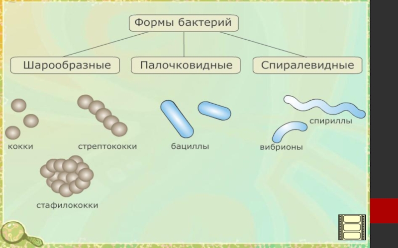 Проект 6 класс бактерии