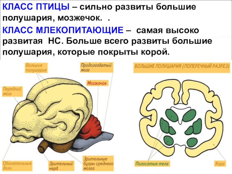 Эволюция нервной системы презентация 7 класс