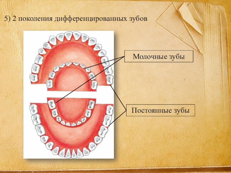 Зуб 2 8. Дифференцированные зубы. Дифференцировка зубов. Дифференциация зубов у млекопитающих.