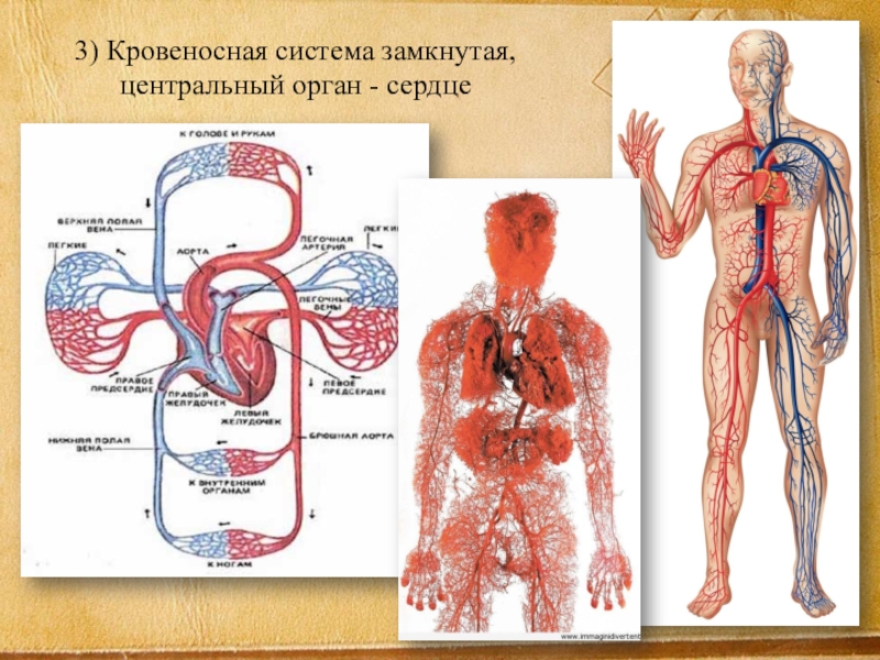 Кровеносные сосуды человека схема