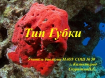 Презентация по биологии.,,Тип Губки