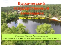 Презентация Воронежский государственный заповедник