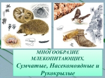 Презентация Класс млекопитающие. Отряд сумчатые, насекомоядные, рукокрылые