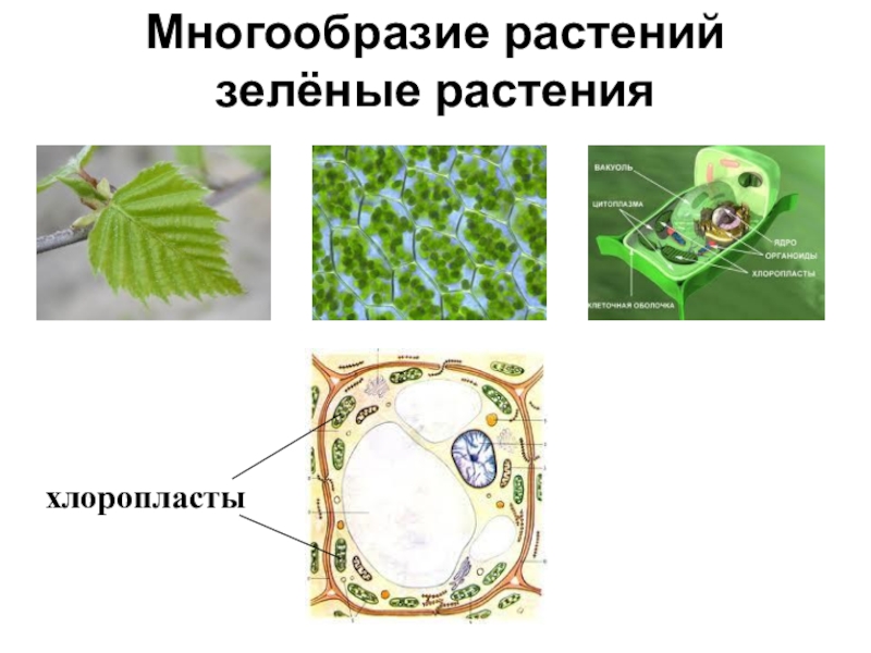 Виды клеток растений. Разнообразие форм клеток растений. Разнообразие форм растительных клеток. Разнообразие клеток растений. Типы растительных клеток по форме.