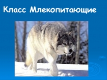 Презентация к уроку обобщения Млекопитающие